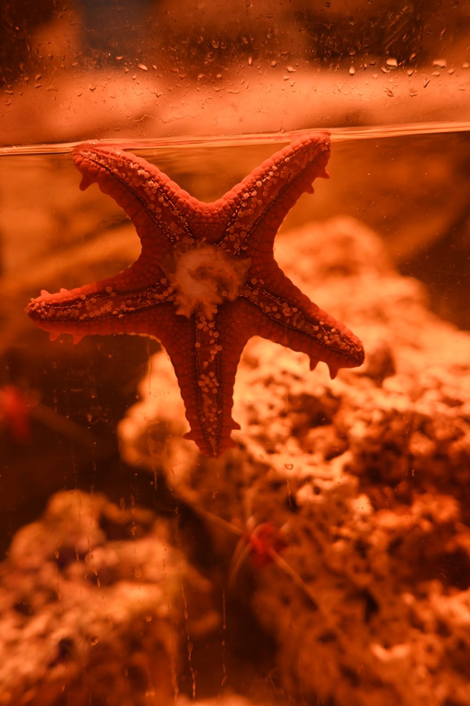 Nahaufnahme eines Seesterns im Sealife Konstanz mit der 40/2