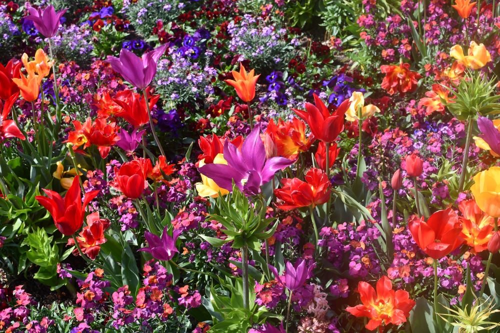 Blumenpracht auf der BUGA 2023 in Mannheim