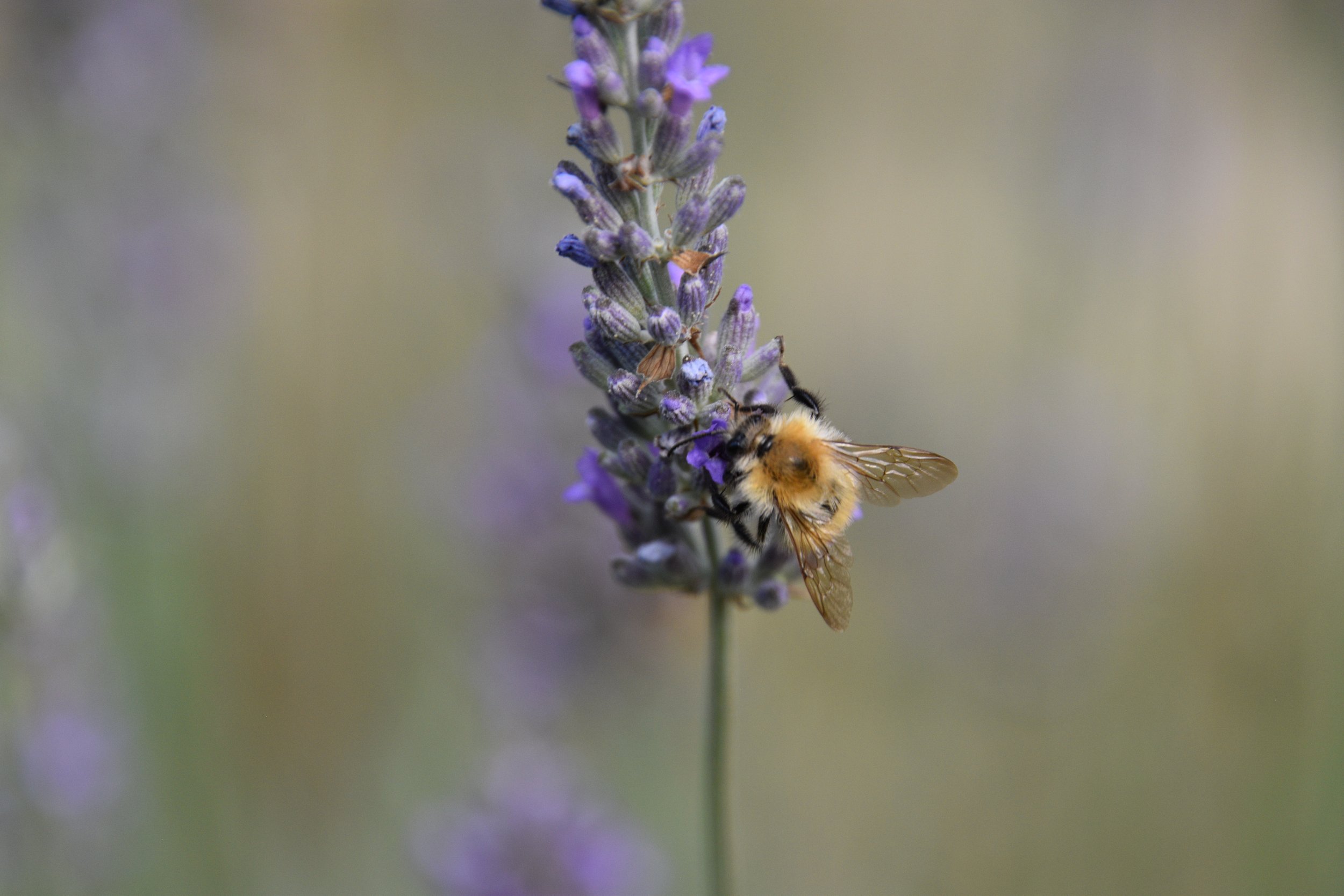 Biene auf einer Lavendelblüte