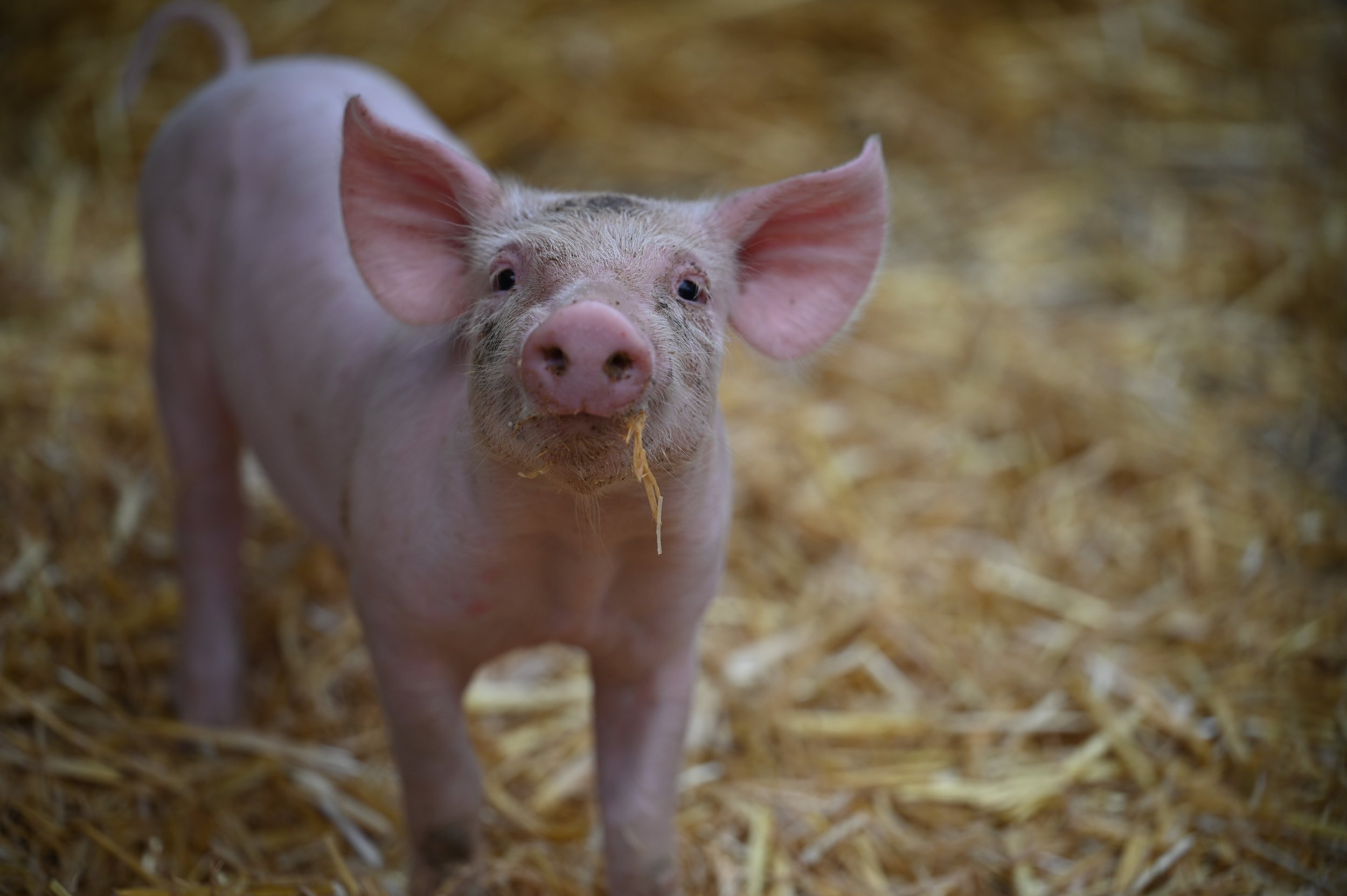Ferkel schaut neugierig mit einem Strohhalm im Mund
