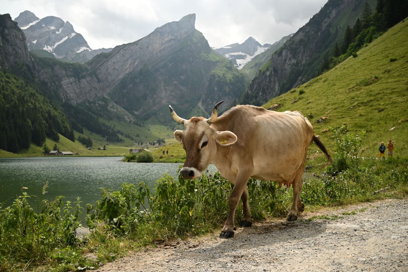 Kuh im Appenzell mit Bergkulisse im Hintergrund, geschossen mit der 24-70/4 S