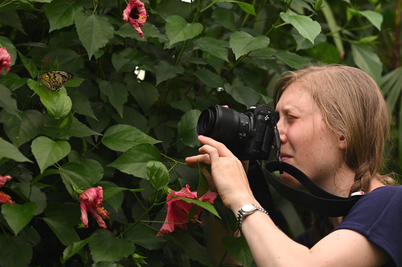 Ich fotografiere mit meiner Kamera Schmetterlinge auf der Insel Mainau