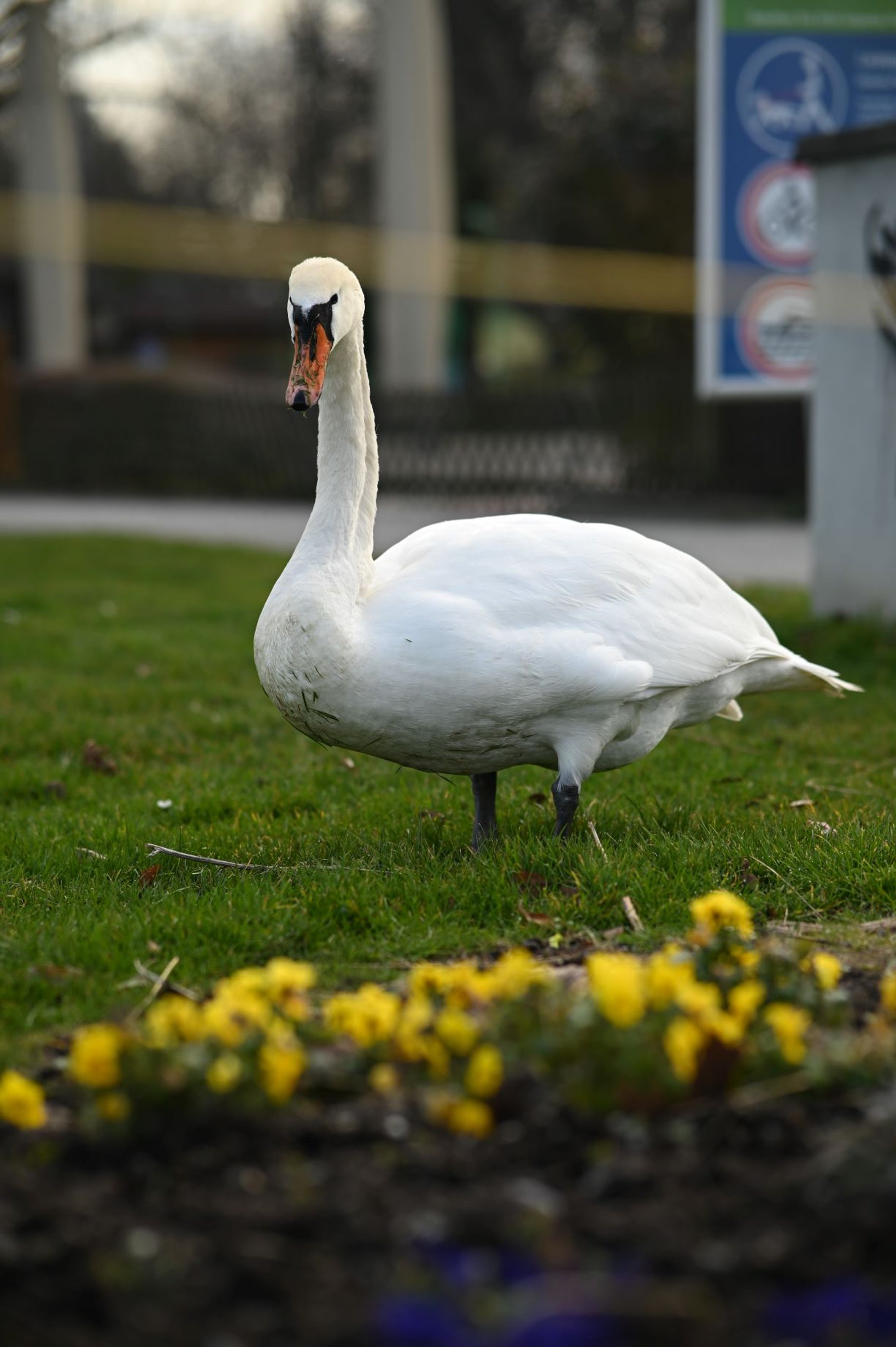 Aufnahme eines Schwans im Seeburgpark Kreuzlingen mit der AF 85/1.8 Z